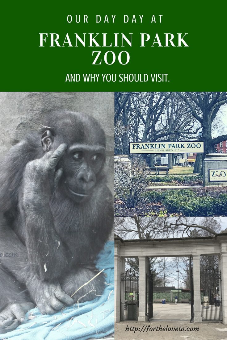 Franklin Park Zoo Visit