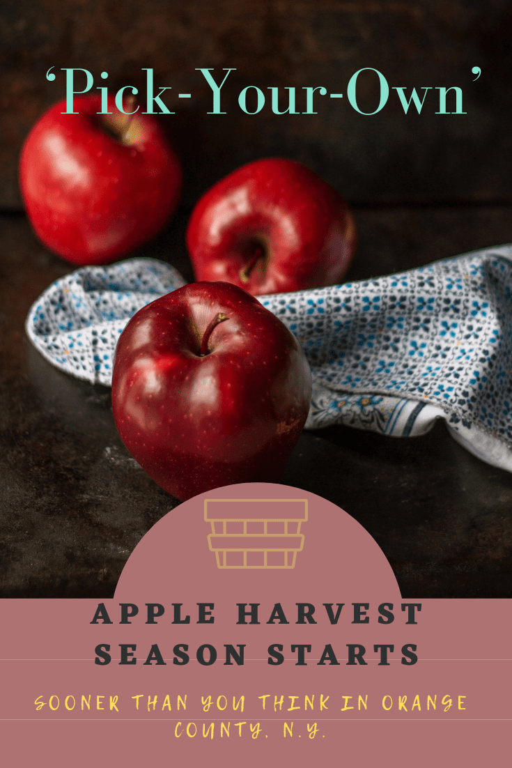 Apple Harvest Season Starts Sooner Than You Think in Orange County, N.Y. post thumbnail image