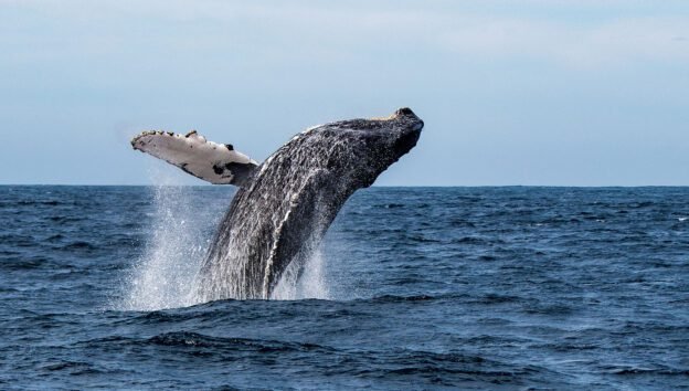 The Best Time For Whale Watching in New York City