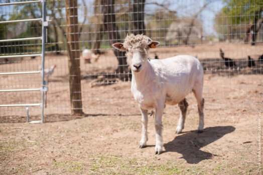 Take Advantage of The Warmer Weather At Queens County Farm