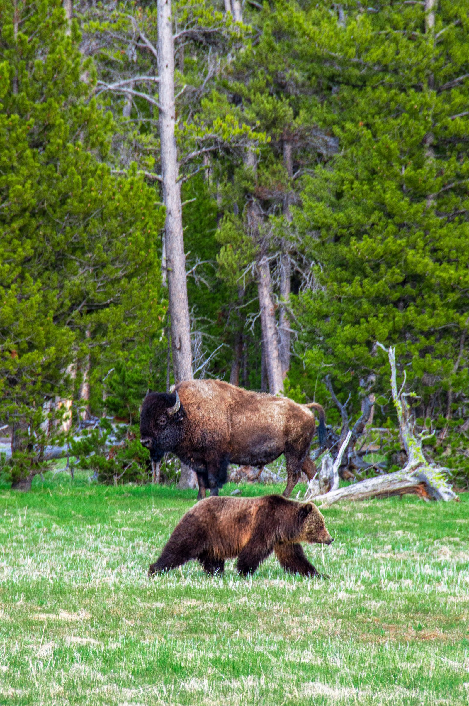 Family Vacation in Yellowstone National Park