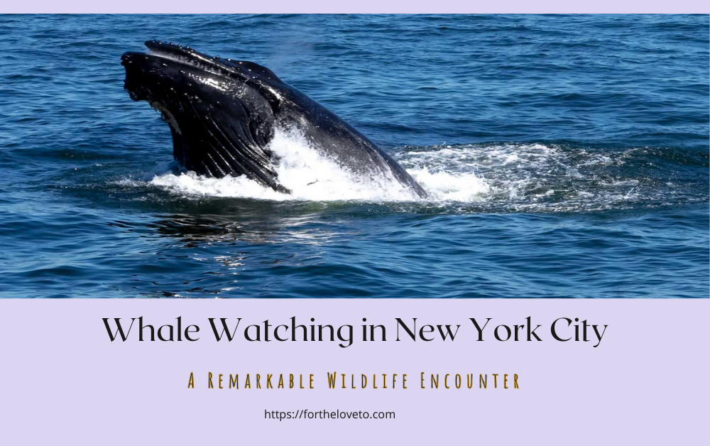 Whale Watching in New York City: A Remarkable Wildlife Encounter post thumbnail image