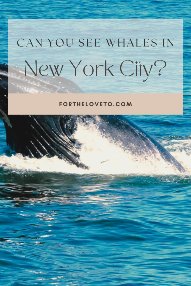 Whale Watching In New York City 
