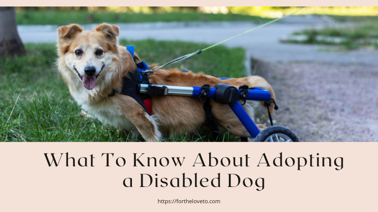 What To Know About Adopting a Disabled Dog