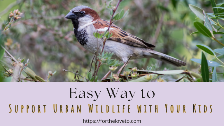 Easy Ways to Support Urban Wildlife with Your Kids