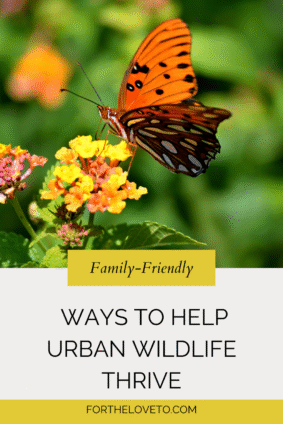 Vibrant butterfly feeding on yellow and pink flowers with bold text overlay: “Ways to Help Urban Wildlife Thrive” – a visual pin for eco-friendly family blog content.