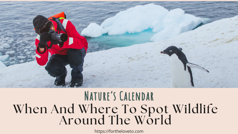 Nature’s Calendar: When And Where To Spot Wildlife Around The World post thumbnail image