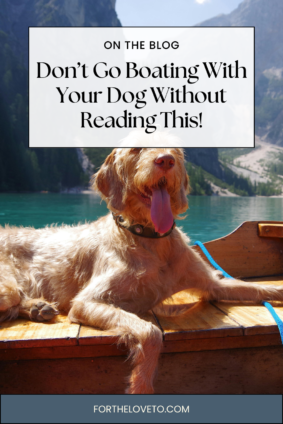 Dog relaxing on a boat during a lake trip, showing how to care for your dog during a boating trip safely and comfortably