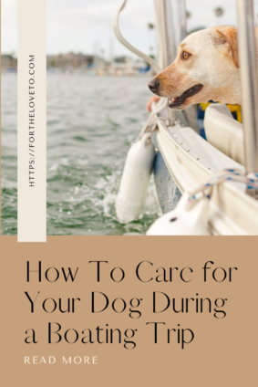 Dog enjoying a boat ride while looking out at the water, demonstrating how to care for your dog during a boating trip