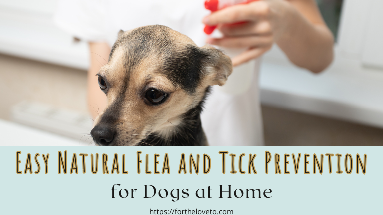 What are the Natural Flea and Tick Prevention Methods for Dogs? post thumbnail image