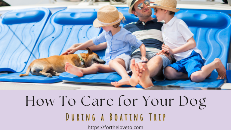 How To Care for Your Dog During a Boating Trip post thumbnail image