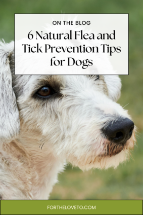 natural flea and tick prevention for dogs tips featured on the blog with close-up of a healthy dog outdoors