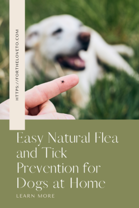 natural flea and tick prevention for dogs showing a tick found after outdoor activity and how to protect your pet