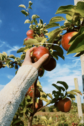 Hand picking a red apple during a fall apple picking trip on Long Island